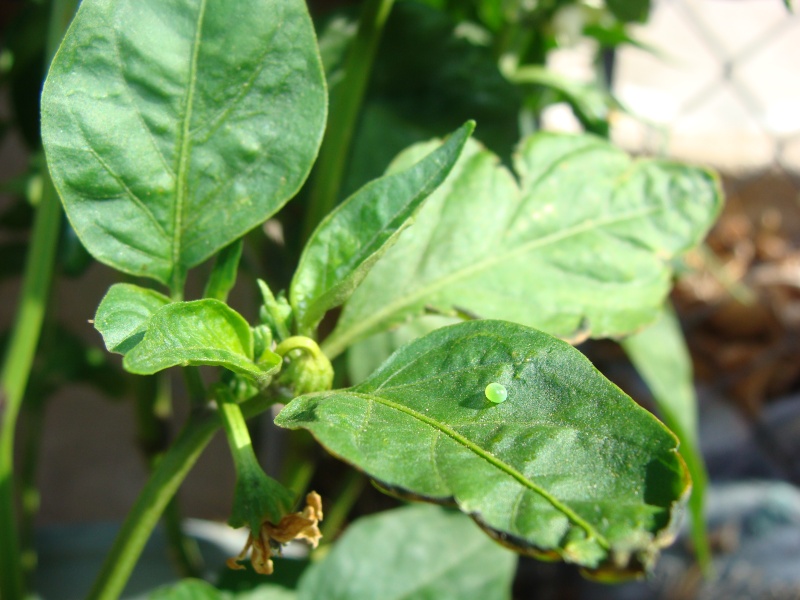 I Need Help Identifying Garden Problems Pepper14