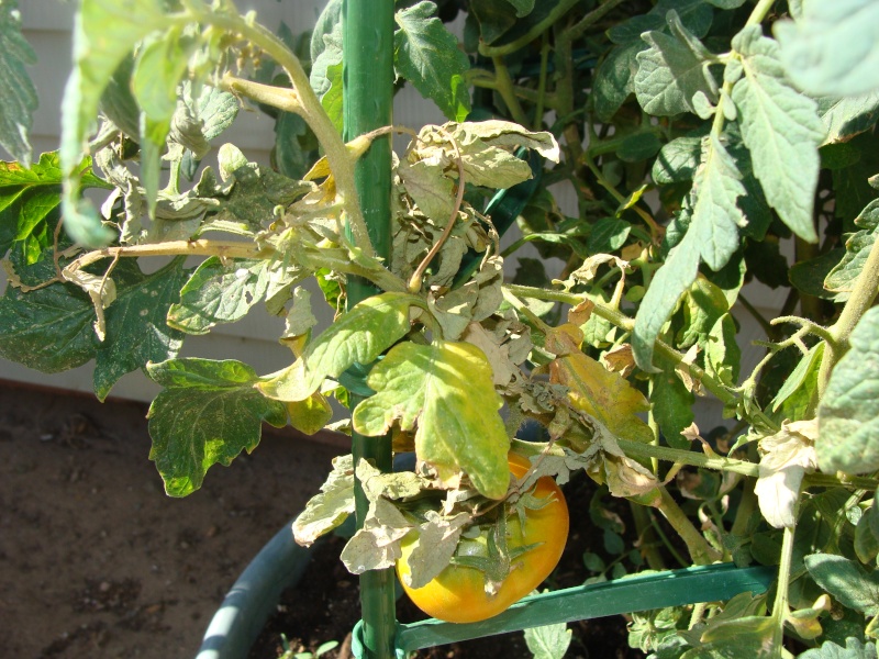 I Need Help Identifying Garden Problems Tomato12