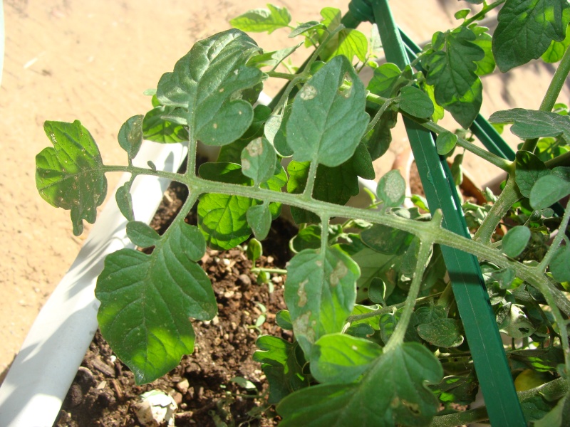 I Need Help Identifying Garden Problems Tomato14