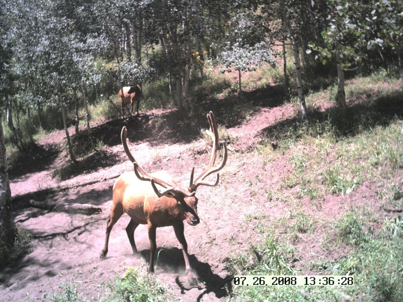 Trail cam pictures Herd_b11