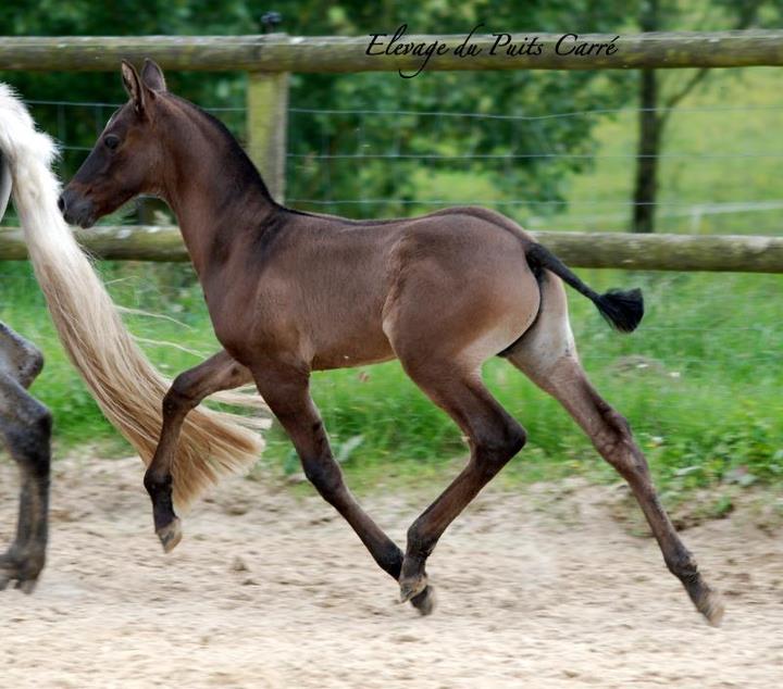 Evolution poulain grullo en gris Casano10