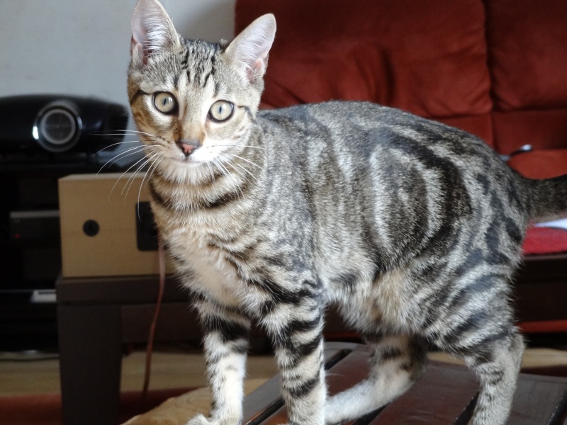 HEIDI, Européenne tigrée, 2 mois, F Dsc01013