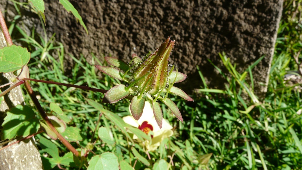 Identification de plante a épine et fleur jaune... P1080412