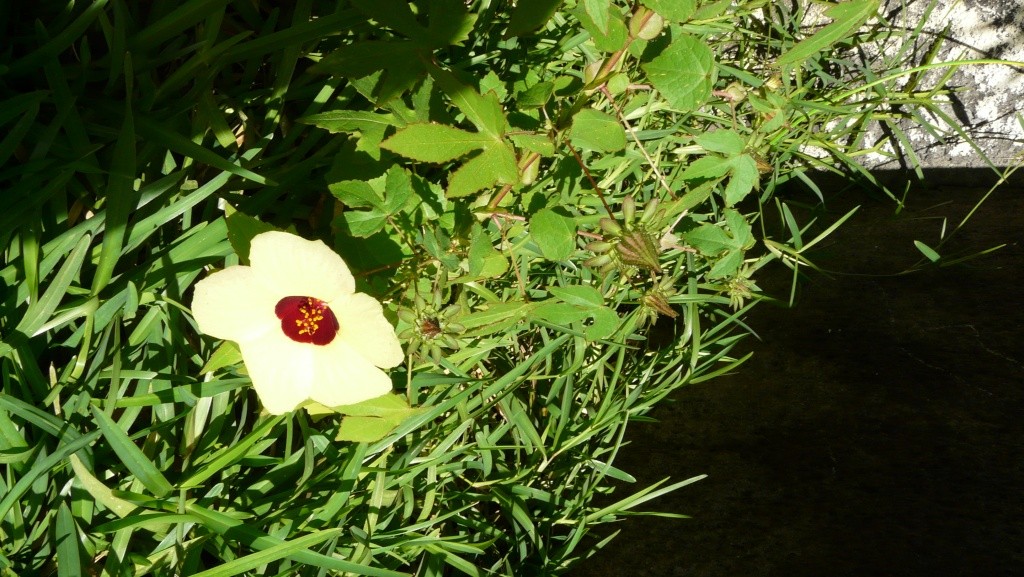 Identification de plante a épine et fleur jaune... P1080413