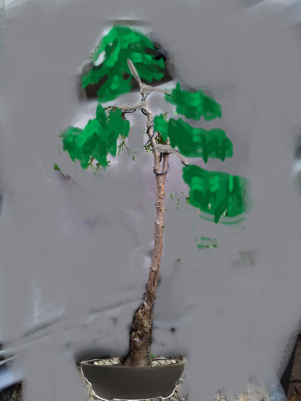 Update of arborvitae(was in questions) Aborvi10