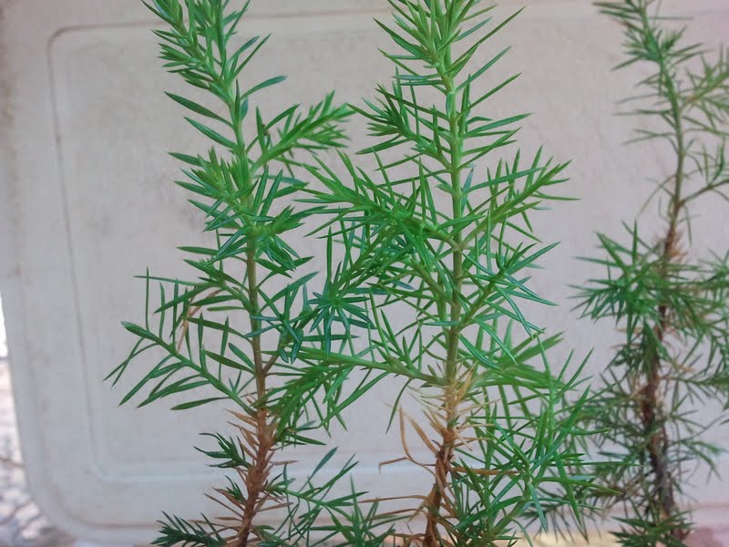 Juvenile foliage to mature foliage (red cedar) Mail-210