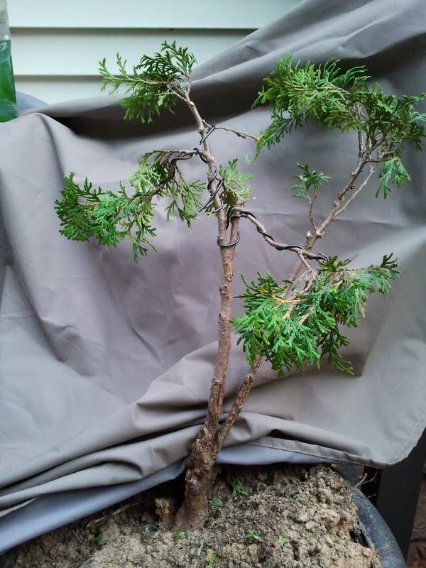Update of arborvitae(was in questions) Mail-810