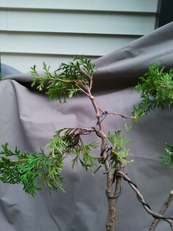 Update of arborvitae(was in questions) Mail-910