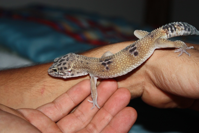 oscar mon gecko leopard Img_8013