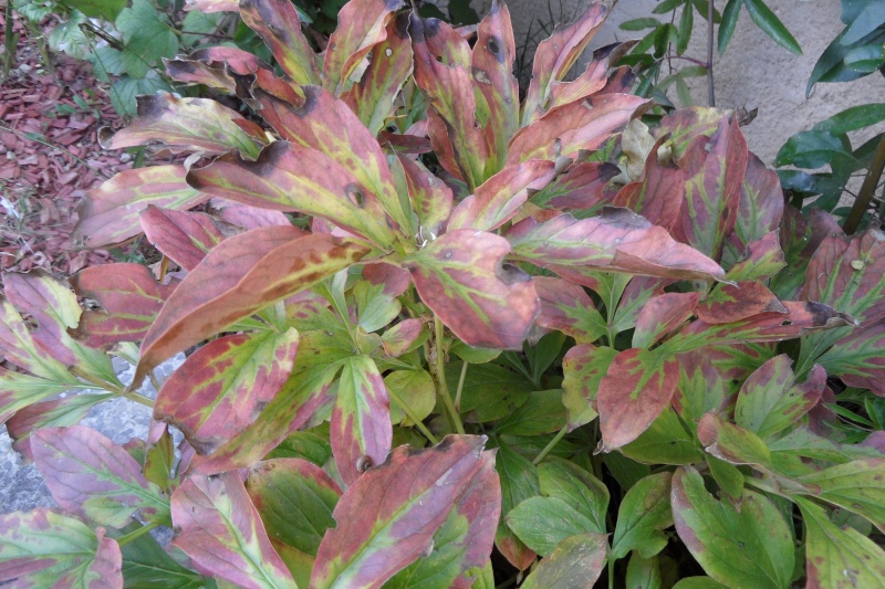 couleurs d'automne - Page 5 00512