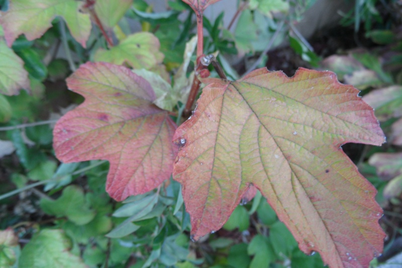 couleurs d'automne - Page 5 00815