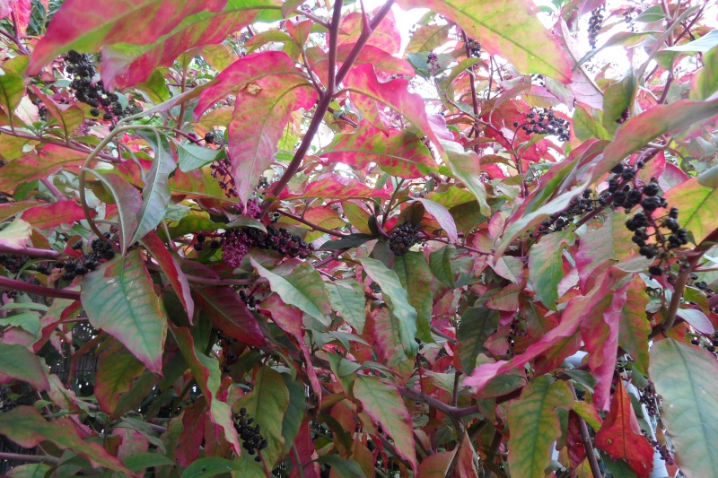 couleurs d'automne - Page 5 01113