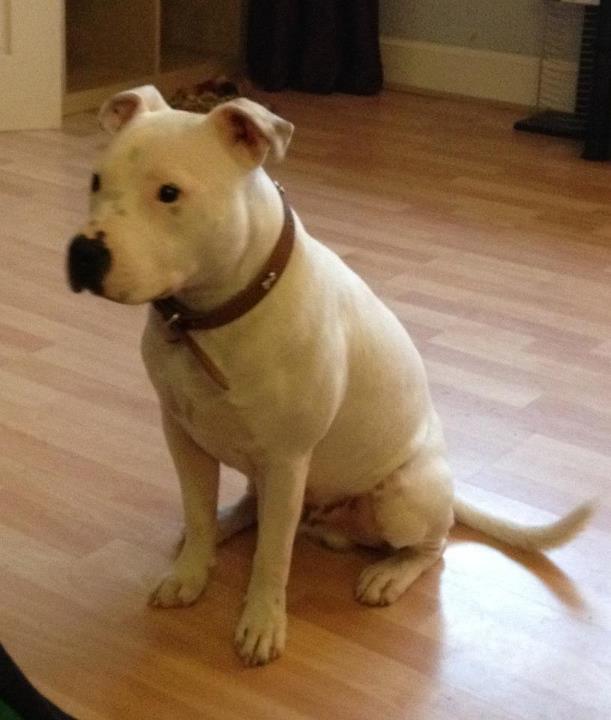 White staffy dog on sale