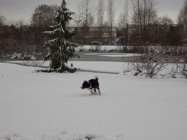 Mon p'ti loup sur un jolie manteau blanc  Imgp0410