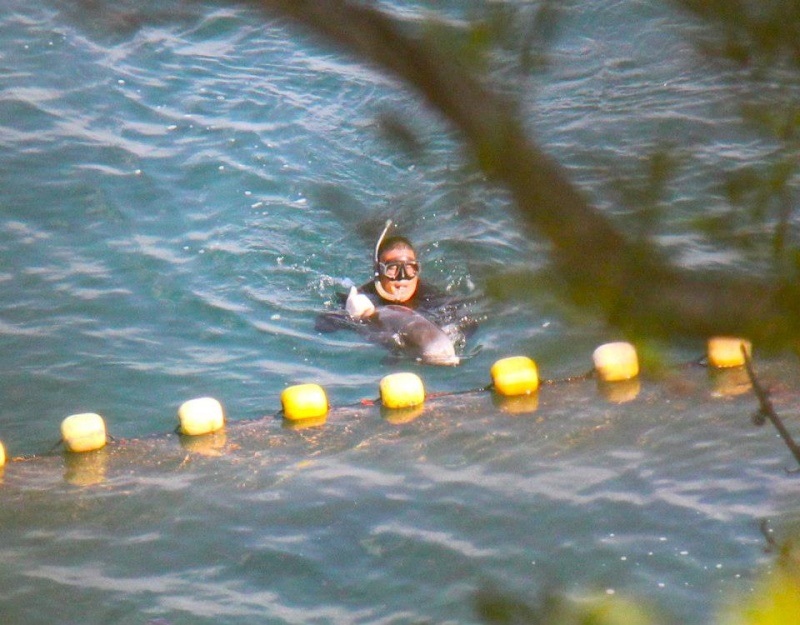 A new low for the dolphin killers of Taiji Calf10