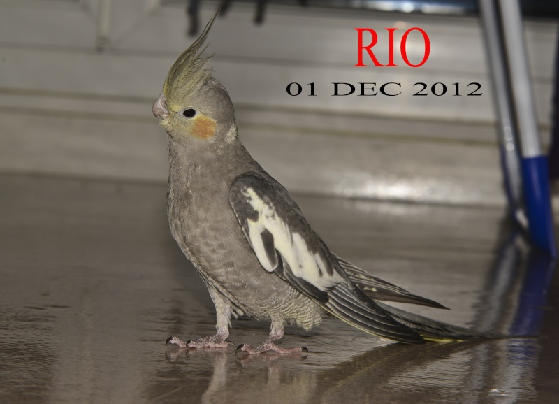 Présentation de RIO Rio_0112