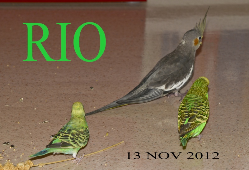 Présentation de RIO Rio_1310