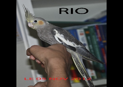 Présentation de RIO Sans_t22