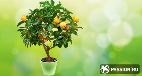 Как вырастить лимонное дерево из косточки Limonn10