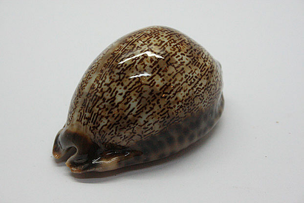 Mauritia arabica asiatica - Schilder & Schilder, 1939 Kgrhqr11
