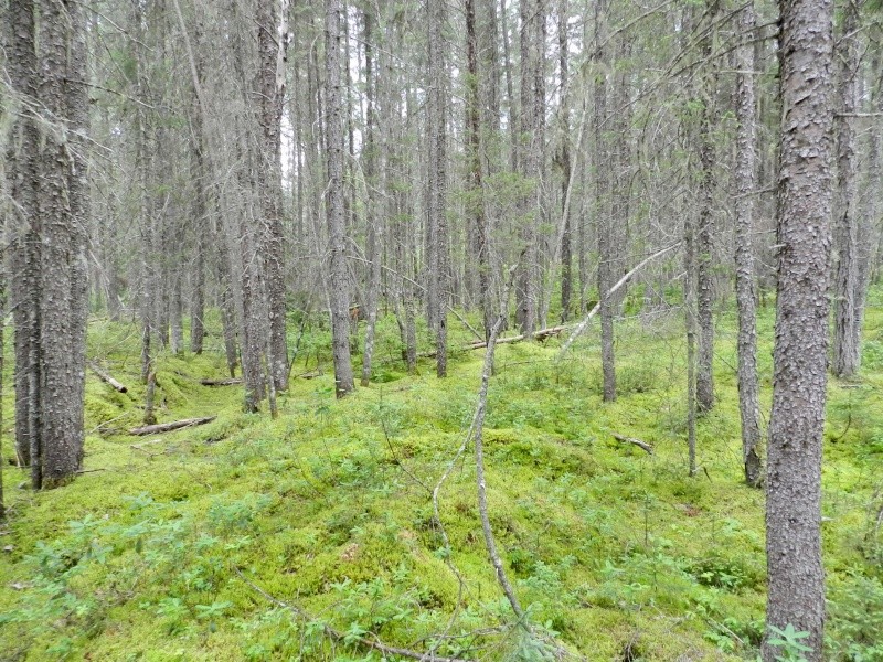 Forêt de lichen 10010