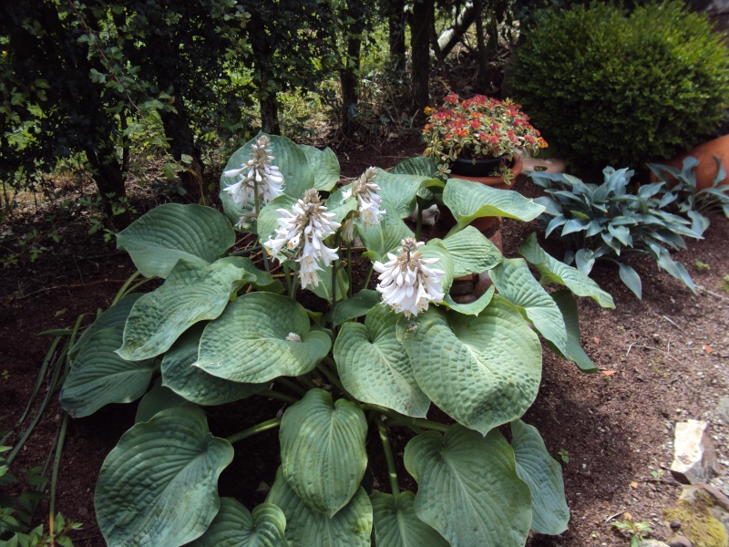 hosta Plantaginea Grandiflora - Page 5 64_06910