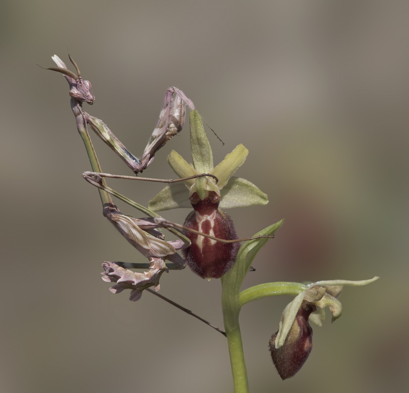 Empuse mâle sur Ophrys aranifera Img_3510