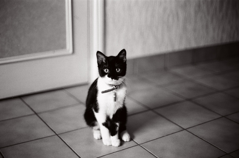 Mao, chatonne noire et blanche, née fin avril 2012 Tumblr11