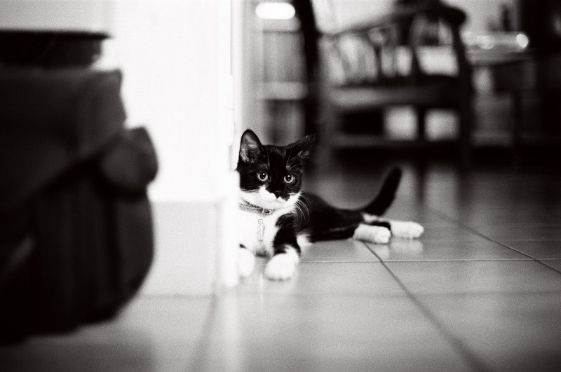 Mao, chatonne noire et blanche, née fin avril 2012 Tumblr12