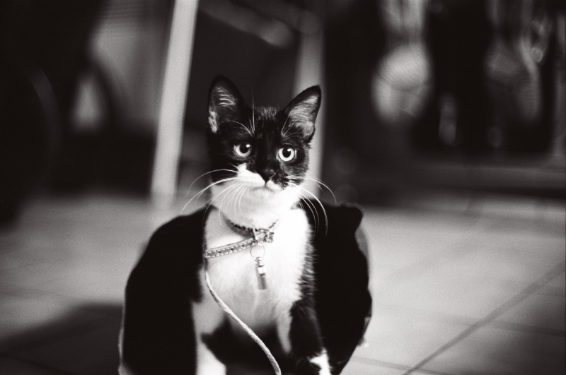 Mao, chatonne noire et blanche, née fin avril 2012 Tumblr14