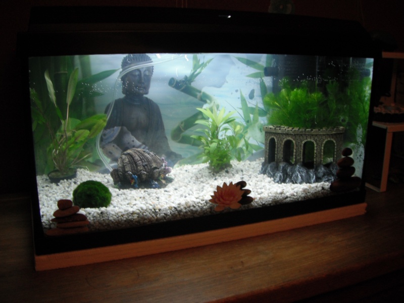 mon premier aquarium Dscf5712