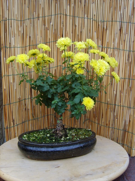 le chrysanthème comme bonsai / bonsai's of chrysanthemum 11nov210