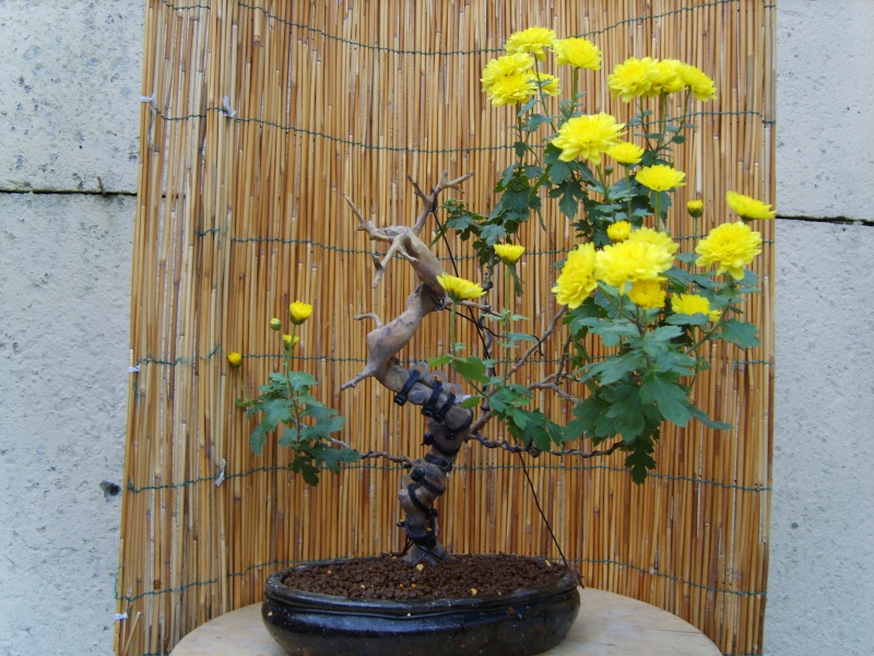 le chrysanthème comme bonsai / bonsai's of chrysanthemum 1_nov210