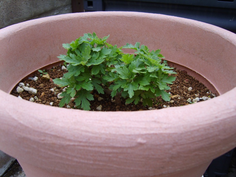 le chrysanthème comme bonsai / bonsai's of chrysanthemum 21juil10