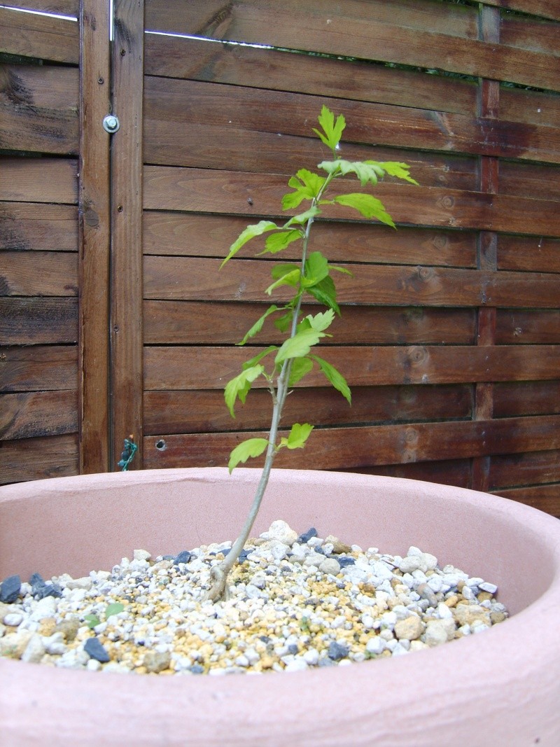 mon hibiscus(althèa) 31mai210