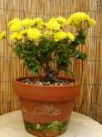 le chrysanthème comme bonsai / bonsai's of chrysanthemum 6nov2010