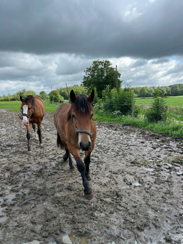 Dpt 63, Balthazar, Comtois - Sauvé par Laura T. en Déc 2022 10