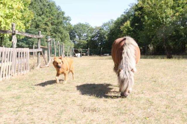 (Dept 71) 14 ans - TITEUF - ONC poney - hongre - Réservé par Cindy G. (Septembre 2019) 114e1410