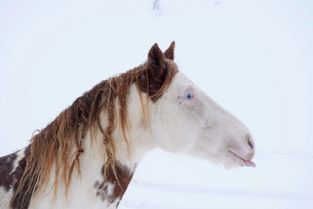 Dept19-6 ans- COYOTTE C-D- Paint horse-réservé par Steff39 (Janvier 2019) - Page 2 27172810