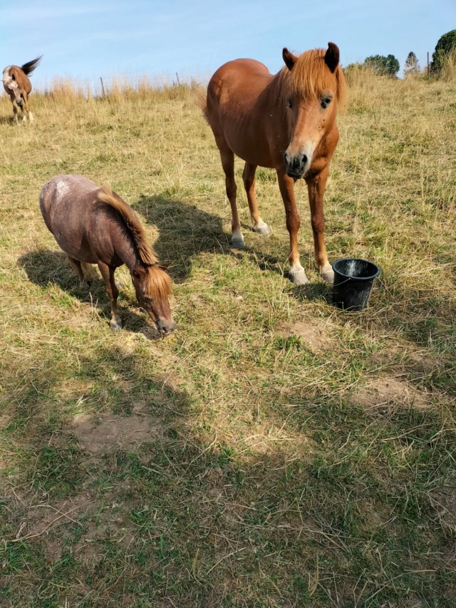 Dept 80 - IRPA VON HEYBUHL & UNE CLEOPATRE  (dcd)- poneys - sauvées par Mickael  - Page 2 9d863b10