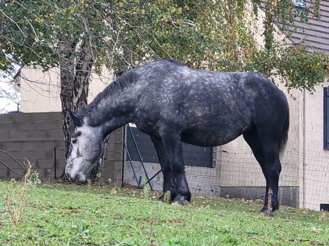 (Dept 71) 8 mois - INNOCENCE DE NIOST - Percheron PP - décédée B632da10