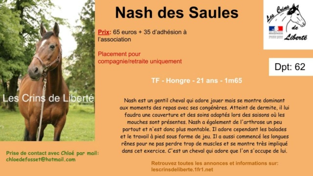 Dpt 62 - Nash des Saules - TF - 21 ans - Placé chez Axelle (Octobre 2023) Przose18