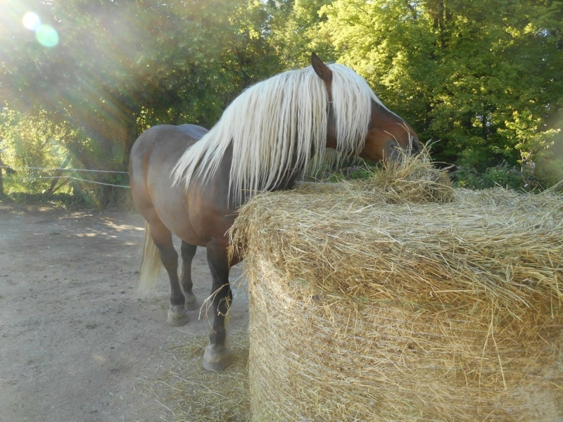 Dpt 11 - 4 ans - Cappuccino, Trait Comtois - Adopté par Mr et Mme F. (2016) Thumb142