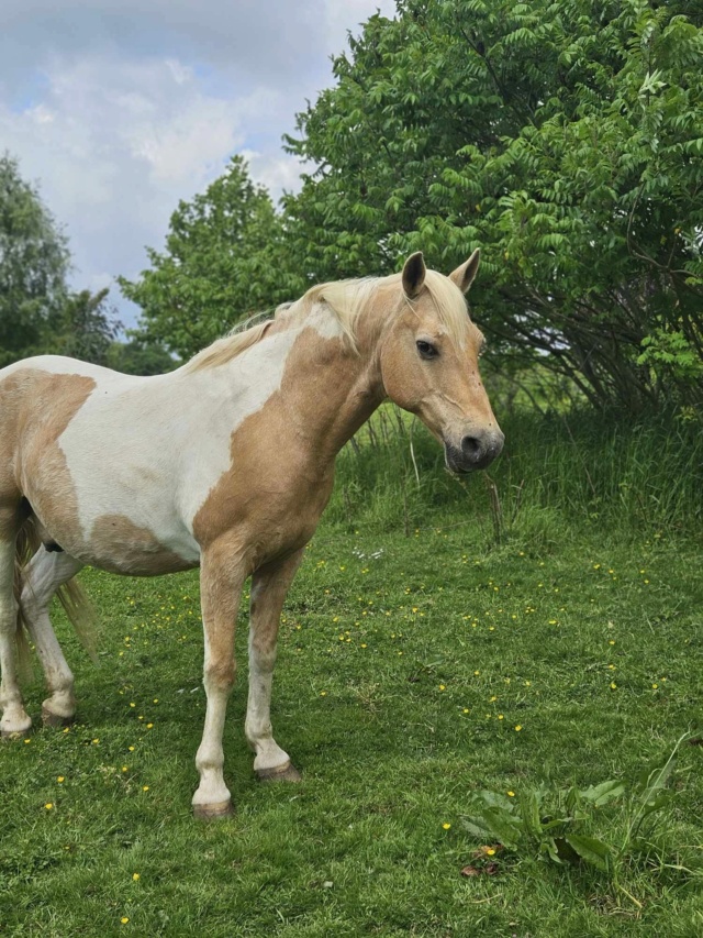 Dpt 44, 12 ans, Zen et Tzigann, hongres PS et ONC, adoptés par Violette Unkno106