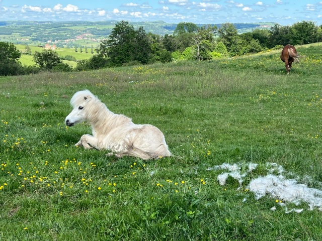 Dpt 51 - 22 ans - CHIPIE - ONC poney adoptée par Murielle Unknow35