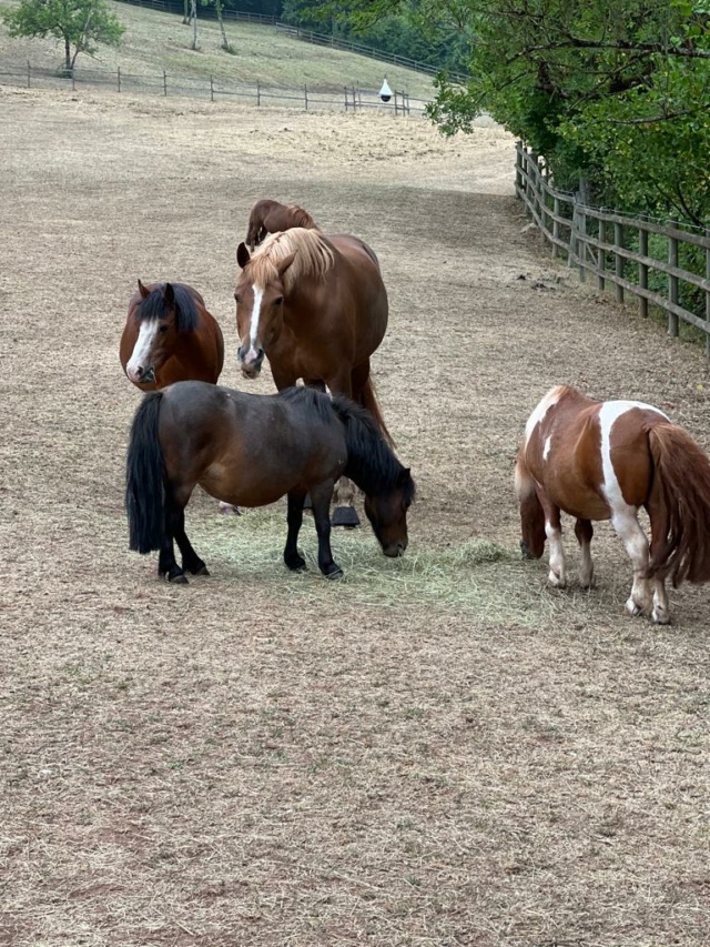 (Dept 71) 13 ans - ECLAIRE - Onc poney - jument - Réservée par Aurélie S. (mars 2020) Whats245