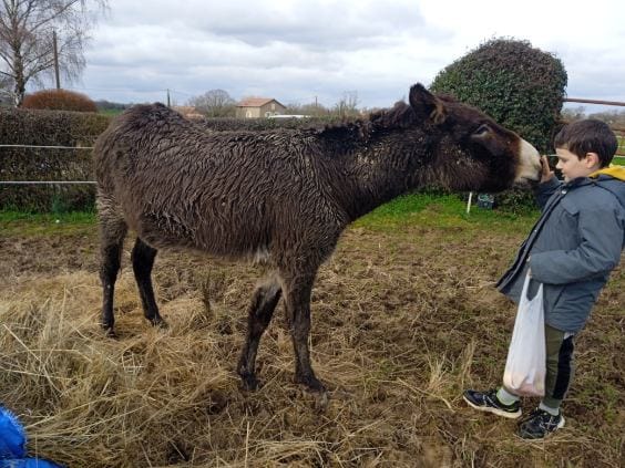 (Dept 71) 5 ans - MARGUERITE - ONC Ane - Ânesse -Réservée par Sabine M. (fev 2019) Whats386