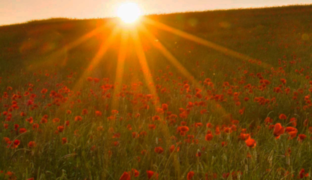 Champ de coquelicots Captur11