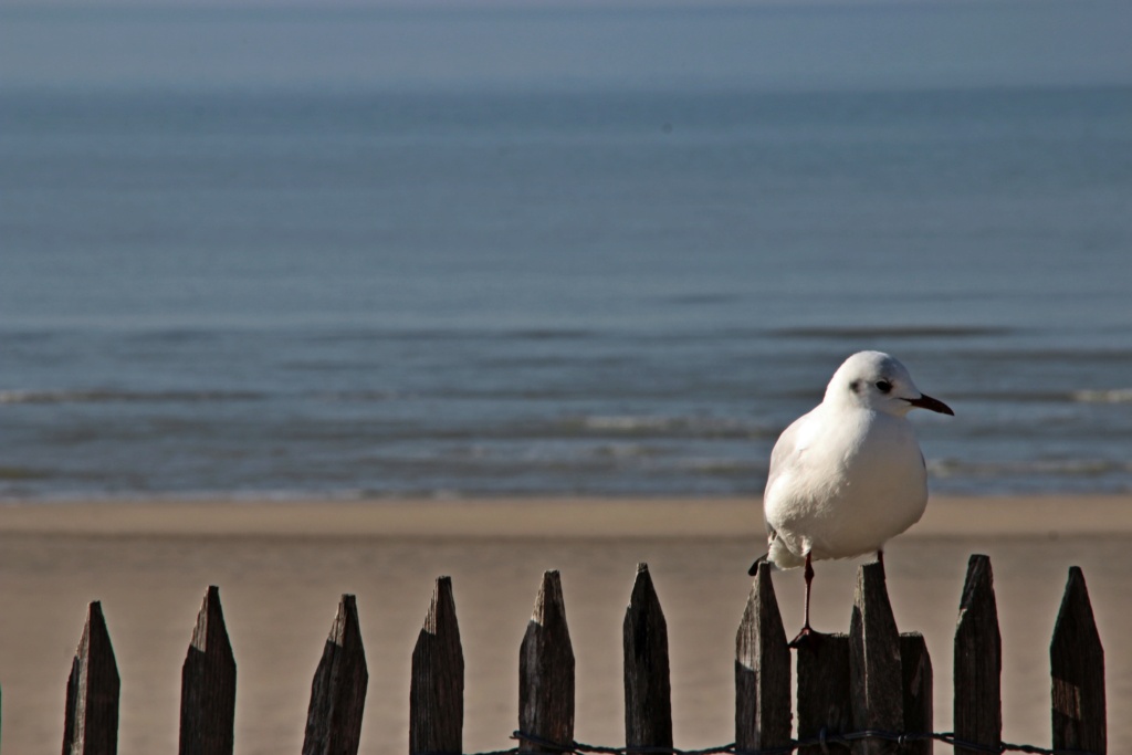 photo la mer de Maryline Img_0110