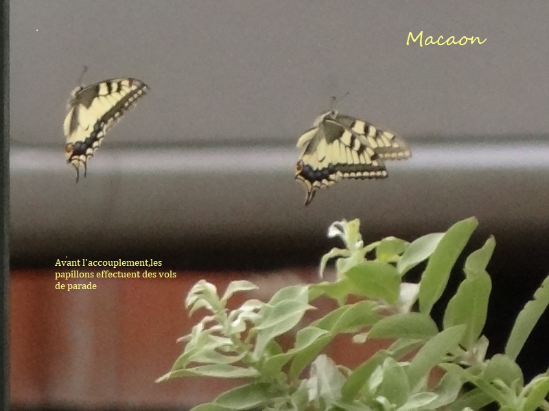 papillon Macaon11